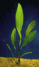 Anubias - African Speerhead - 6 - Medium
